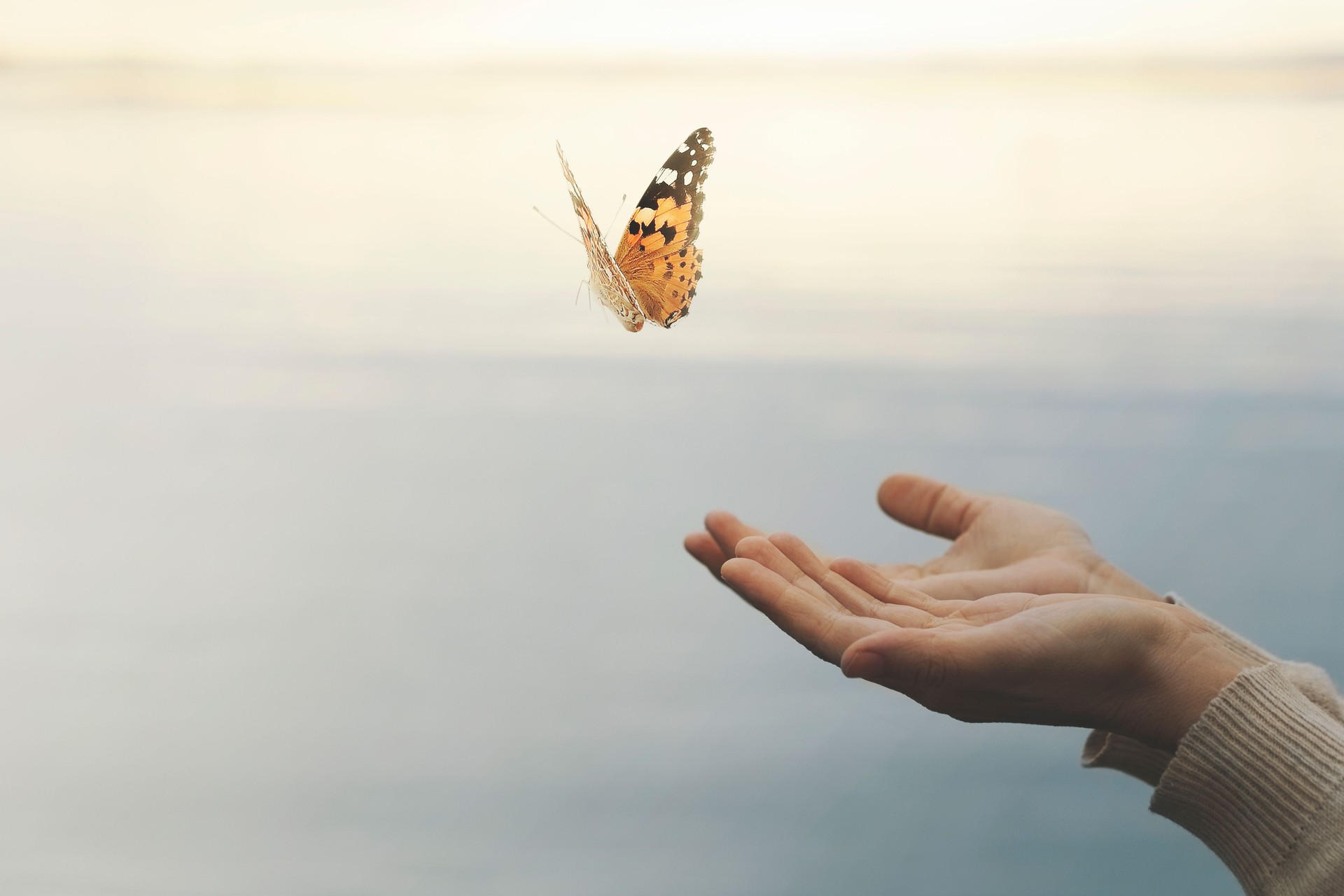 mariposa vuela libre de la mano de una mujer